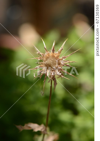 Prickle in green background Prickle in green background 67130369
