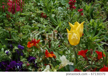 2 tulips on a flower glade 2 tulips on a flower glade 67130370