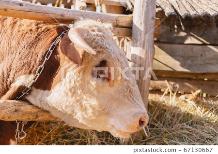 Year of the bull 2021. New year and merry christmas picture. Bull zodiac symbol of the year 2021.The 67130667