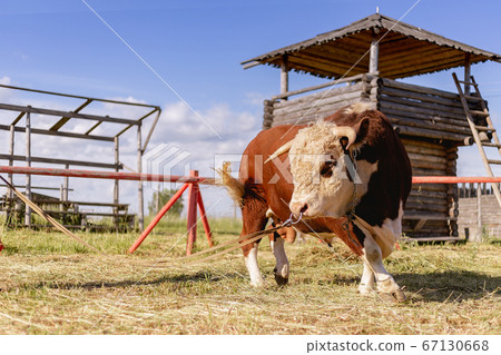 Year of the bull 2021. New year and merry christmas picture. Bull zodiac symbol of the year 2021.The 67130668
