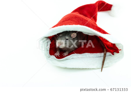 gray little rat hiding in a santa hat on a white gray little rat hiding in a santa hat on a white 67131333