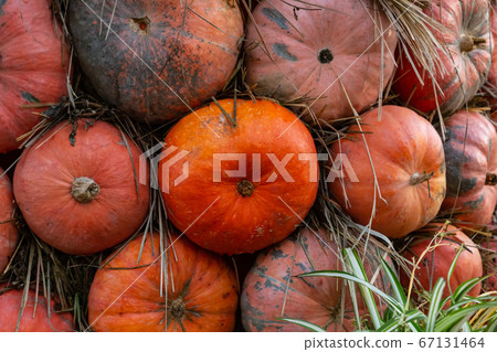 pattern folded from orange pumpkin mini background pattern folded from orange pumpkin mini background 67131464