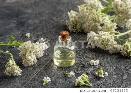 A bottle of essential oil with fresh blooming A bottle of essential oil with fresh blooming 67131855