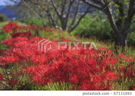 Cluster amaryllis on Mikicho-cho, Onomichi City 67131893
