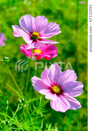 Autumn (Cosmos) 67132091