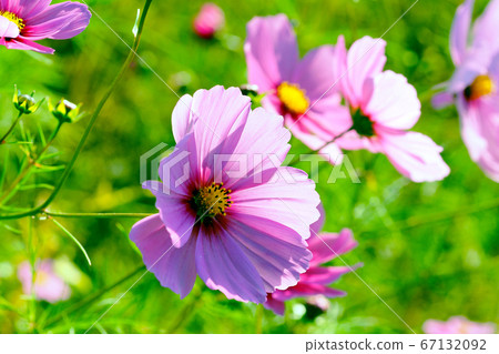 Autumn (Cosmos) Autumn (Cosmos) 67132092