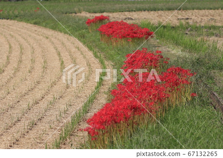 Cluster amaryllis blooming on the ridge of rice field Cluster amaryllis blooming on the ridge of rice field 67132265