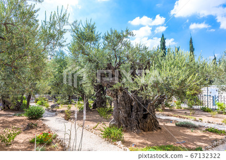 Old olive trees in the garden of Gethsemane. Famous historic place in Jerusalem, Israel. 67132322
