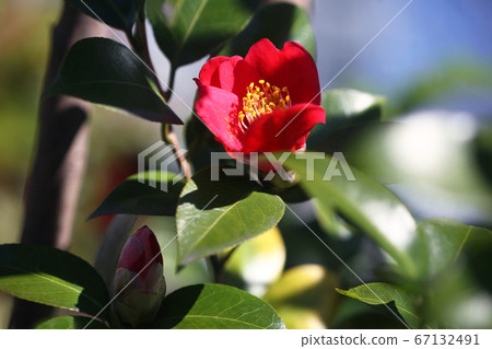 Camellia red small flower 67132491
