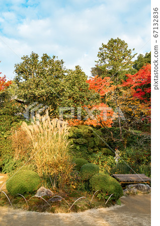 Shishido - autumn leaves 67132836