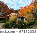 Shishido - autumn leaves 67132838