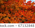Autumn leaves 67132848