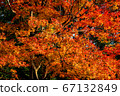 Autumn leaves 67132849