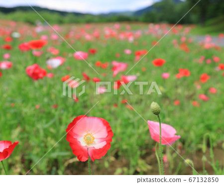Poppies in full bloom Poppies in full bloom 67132850