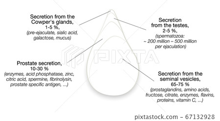 Semen components. Drop of sperm with percentage of secretions from testes, prostate, seminal vesicles and cowpers glands. Isolated vector illustration on white background. 67132928