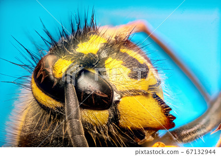 Extreme sharp and detailed study of wasp head 67132944