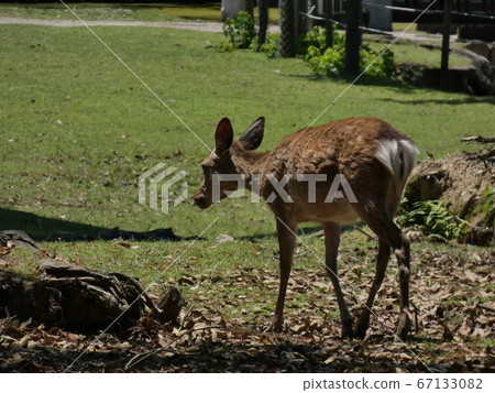 Deer, during meal, Hibino Garden 67133082