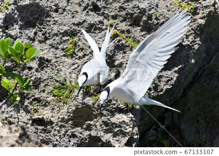 Wild Bird/Summer Migratory Bird Eri Guro Tern Wild Bird/Summer Migratory Bird Eri Guro Tern 67133107