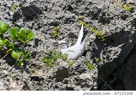 Wild Bird/Summer Migratory Bird Eri Guro Tern 67133108