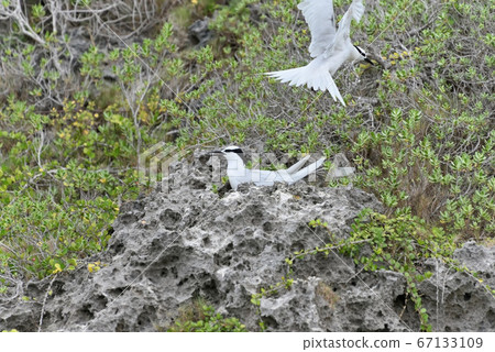 野生鳥類/夏季候鳥Eri Guro Tern 野生鳥類/夏季候鳥Eri Guro Tern 67133109