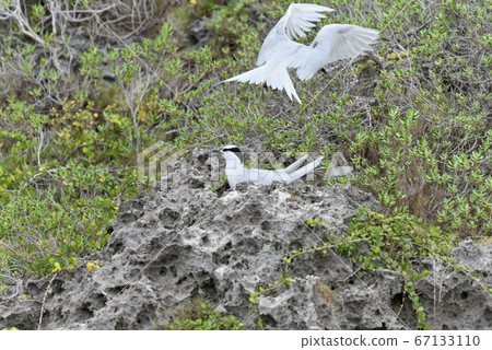 野生鳥類/夏季候鳥Eri Guro Tern 67133110