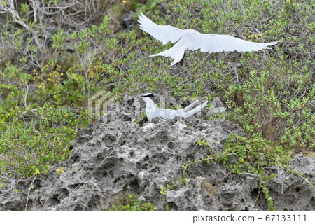 野生鳥類/夏季候鳥Eri Guro Tern 67133111