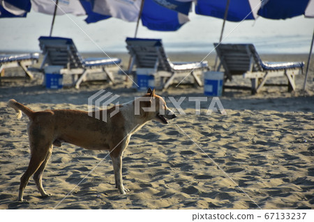 Cox's Bazar beach in Bangladesh Stray dog walking on the sandy beach Parasol with people who enjoy swimming Cox's Bazar beach in Bangladesh Stray dog walking on the sandy beach Parasol with people who enjoy swimming 67133237