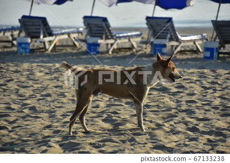 Cox's Bazar beach in Bangladesh Stray dog walking on the sandy beach Parasol with people who enjoy swimming 67133238