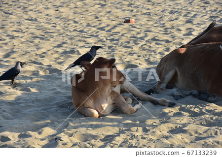 Cox's Bazar beach in Bangladesh A parent and child of a cow resting on a sandy beach A cute cow baby Cox's Bazar beach in Bangladesh A parent and child of a cow resting on a sandy beach A cute cow baby 67133239