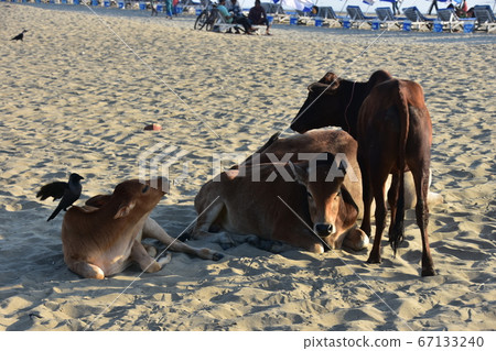 Cox's Bazar beach in Bangladesh A parent and child of a cow resting on a sandy beach A cute cow baby 67133240