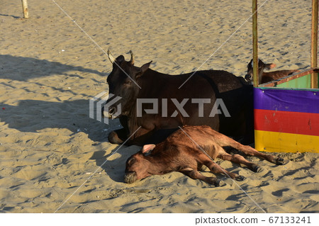 Cox's Bazar beach in Bangladesh A parent and child of a cow resting on a sandy beach A cute cow baby Cox's Bazar beach in Bangladesh A parent and child of a cow resting on a sandy beach A cute cow baby 67133241