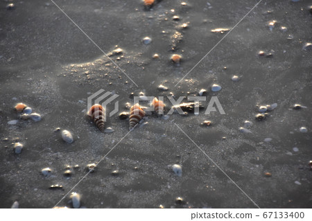 孟加拉國考克斯（Cox）的巴扎爾海灘（Bazar beach）潮汐低落，貝殼眾多海螺的形狀和顏色都很漂亮 67133400