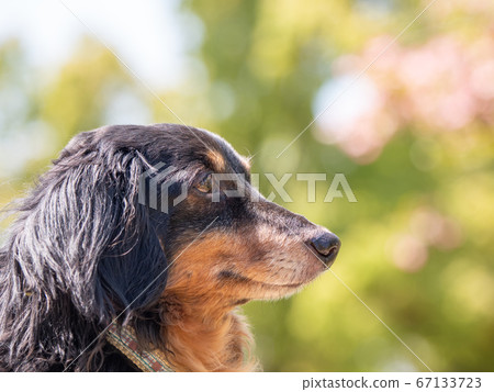  Miniature Dachshund 67133723