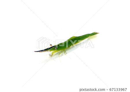 Koshimagarimo shrimp Koshimagarimo shrimp 67133967