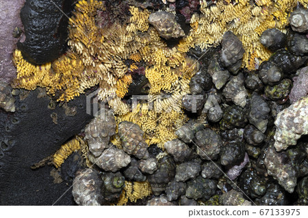 Ivonishi產卵 Ivonishi產卵 67133975