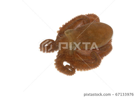 章魚白色背景 67133976