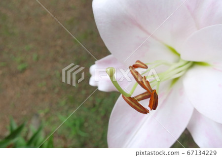 White flower "lily" which bloomed vividly in the morning sun White flower "lily" which bloomed vividly in the morning sun 67134229