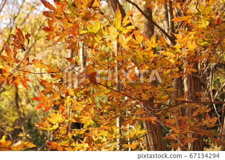 Tochigi Prefectural Forest Kaede Miyagawa Valley Promenade 67134294