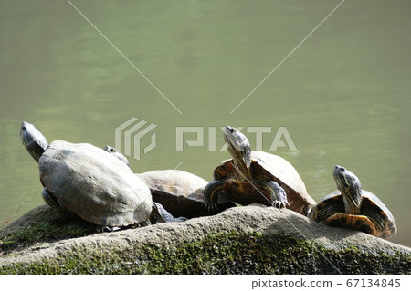 Prefectural Shiki no Mori Autumn 67134845