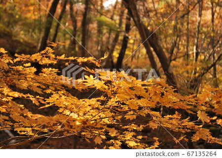 宮川峽谷長廊的木縣立森林秋天 67135264