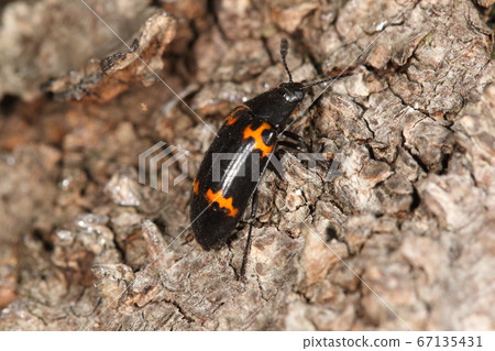 生物昆蟲Himeobio蘑菇，聰明而美麗的身體，約1厘米。蘑菇上較大的昆蟲 67135431