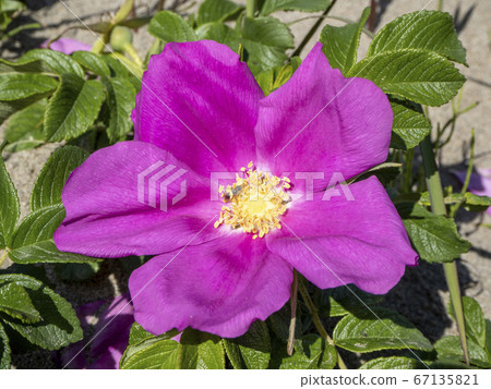 Wild Hermanus blooming on the beach 67135821