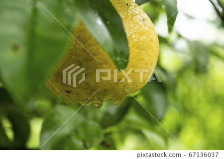 Buntang Bontang Pomelo Citrus Fruit Fruit Fresh Green Drops Drops Fresh Shizuru Leaf Plants 67136037