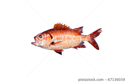 赤松ka赤松丸Blotcheye士兵魚新鮮的魚 67136039