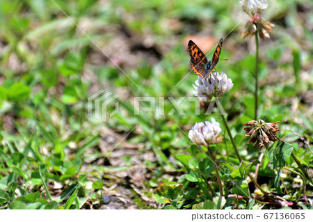 Early summer June butterfly perching on a flower 67136065