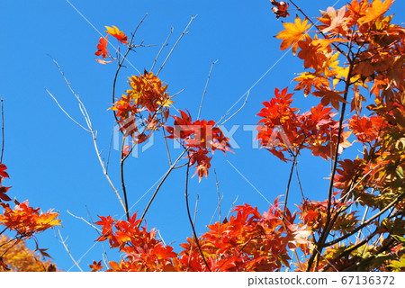 Tochigi Prefectural Forest Marronnier Square Autumn Sky and Maple Tochigi Prefectural Forest Marronnier Square Autumn Sky and Maple 67136372