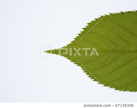 櫻桃葉（尖端）。透射光增強了靜脈。 67136386