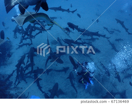 Ido diving 67136469