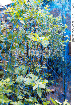 Enjoying home gardening with blueberries covered with a bird net 67136520