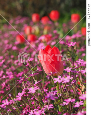 Red tulips and spanish flamenco 67136646